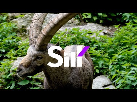 Шайни - Goat фото