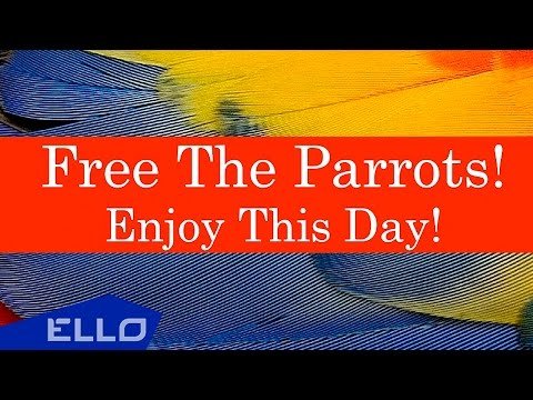 Free The Parrots - Enjoy This Day Ello Up фото